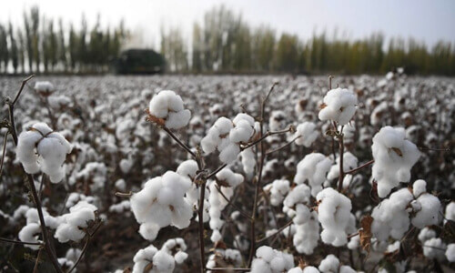 Cotton